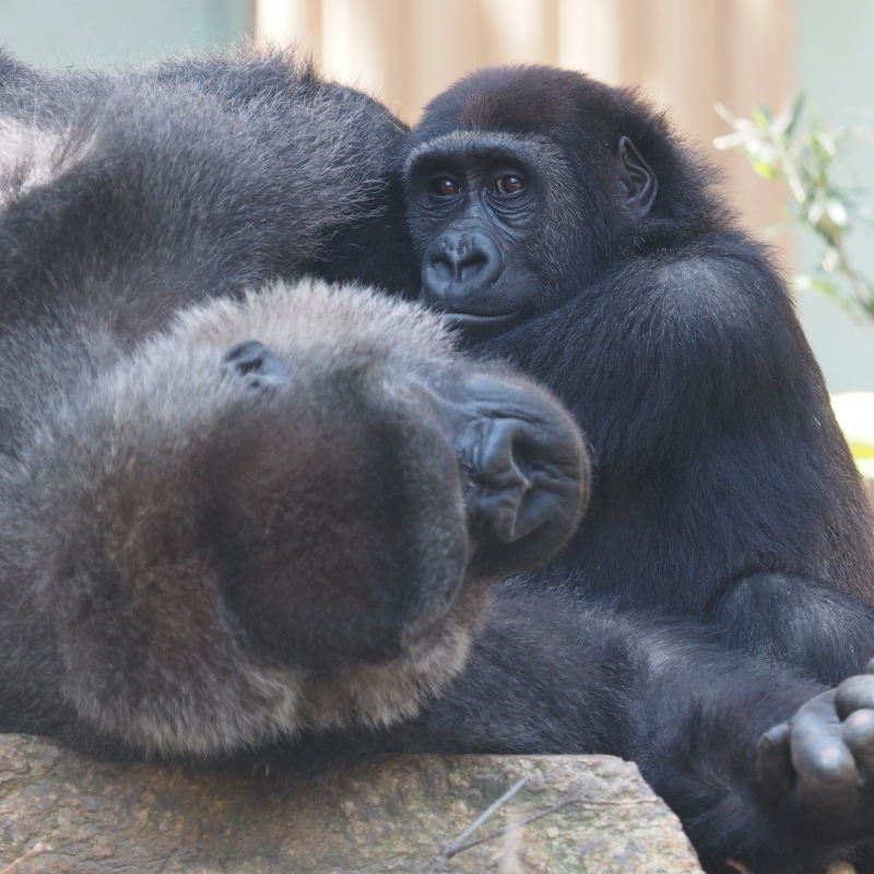 イクメン度アップなモモタロウ 京都市動物園2017/4/16_e0363539_20214498.jpg