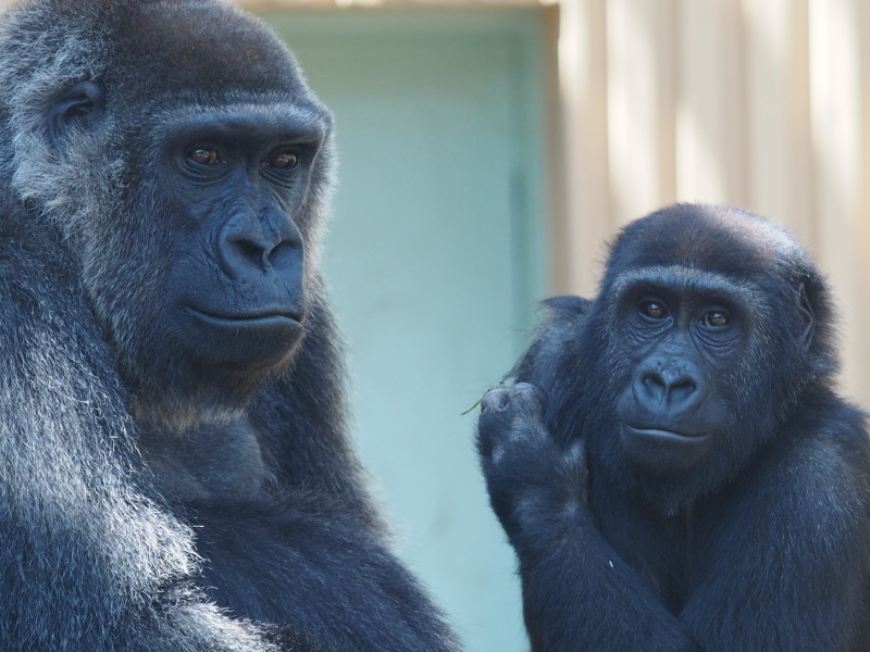 イクメン度アップなモモタロウ 京都市動物園2017/4/16_e0363539_20225359.jpg