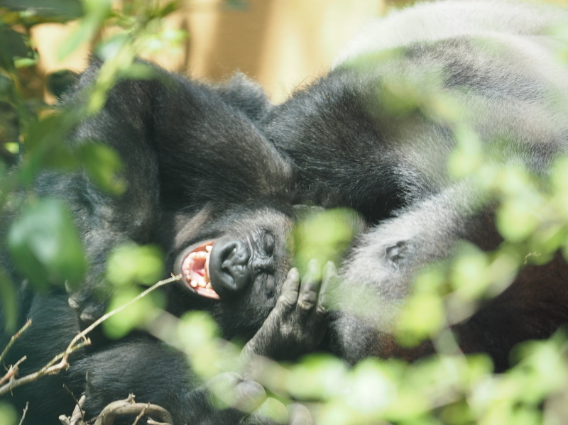 イクメン度アップなモモタロウ 京都市動物園2017/4/16_e0363539_20324617.jpg