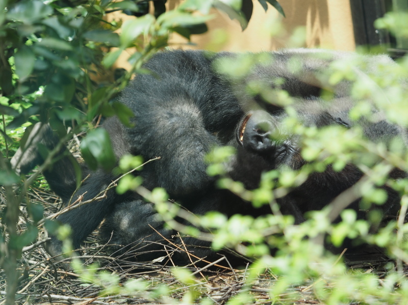 イクメン度アップなモモタロウ 京都市動物園2017/4/16_e0363539_20353785.jpg