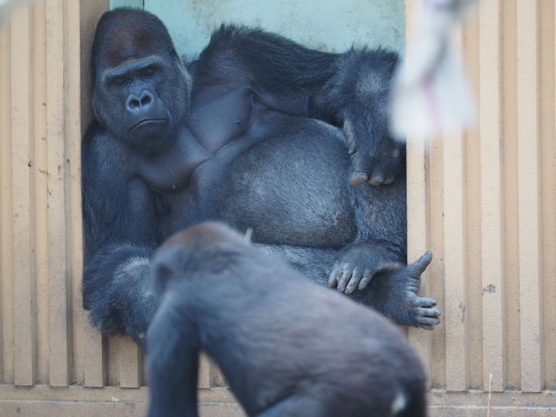 イクメン度アップなモモタロウ 京都市動物園2017/4/16_e0363539_21080803.jpg