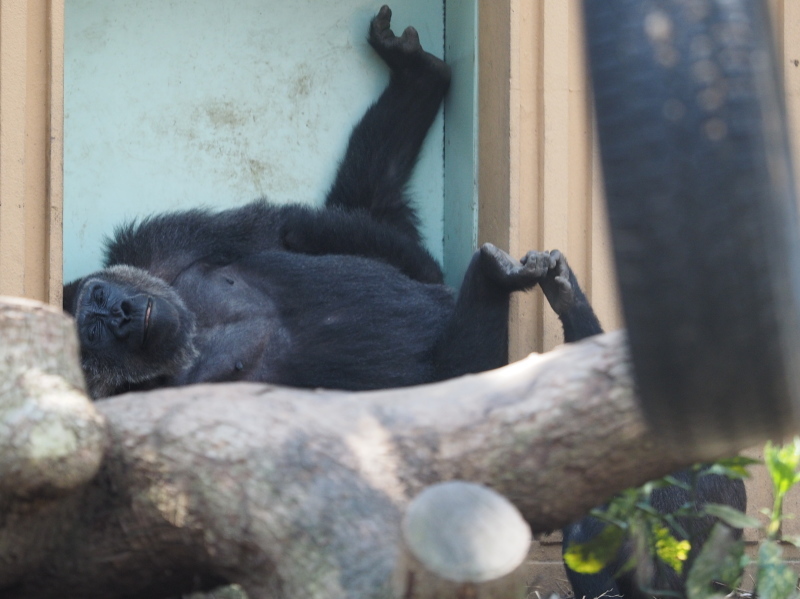 イクメン度アップなモモタロウ 京都市動物園2017/4/16_e0363539_21092123.jpg