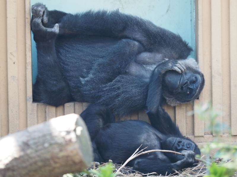 イクメン度アップなモモタロウ 京都市動物園2017/4/16_e0363539_21132003.jpg