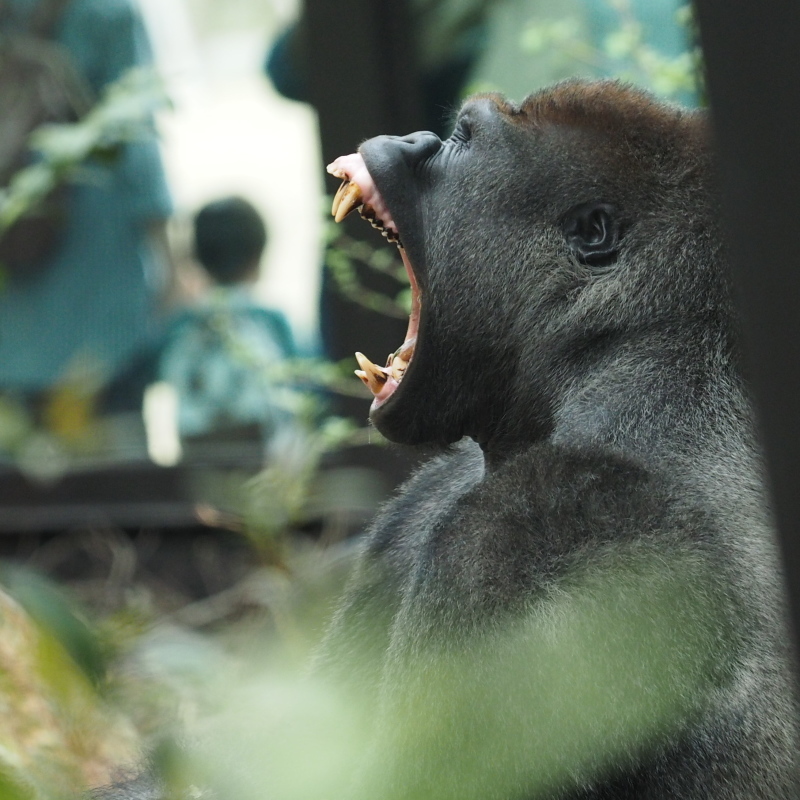 イクメン度アップなモモタロウ 京都市動物園2017/4/16_e0363539_21181838.jpg