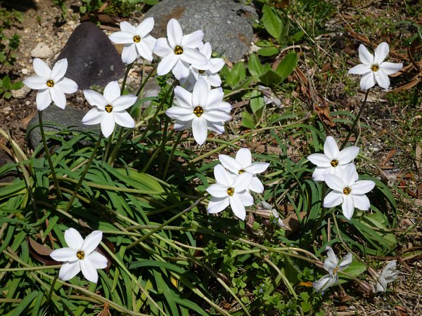 17年4月21日 花ニラの花 今日の風に吹かれましょう