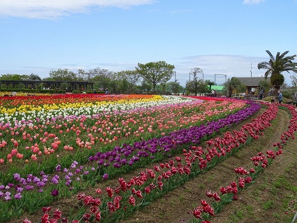 和泉リサイクル環境公園のチューリップ他_b0299042_17501698.jpg