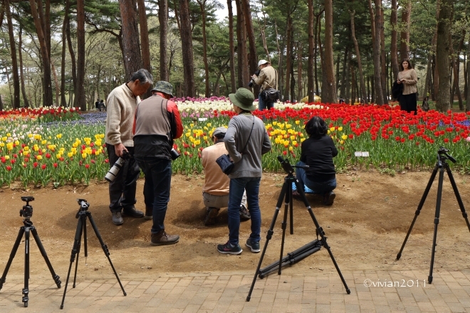 茨城 ネモフィラの撮影会2017 in ひたち海浜公園_e0227942_22501164.jpg