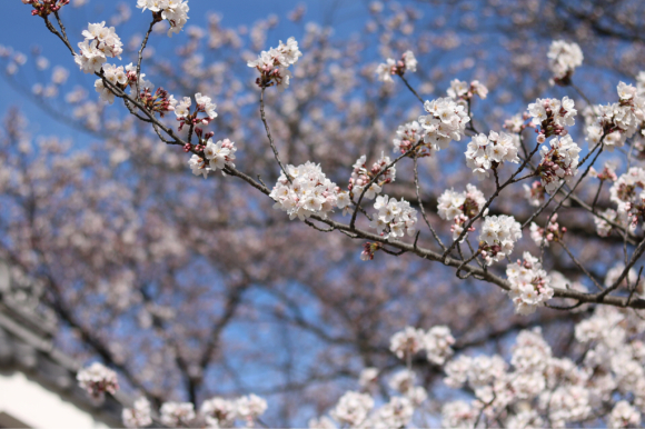 カメラを持ってお出かけ☆松本城昼桜編_c0359445_21482754.jpg