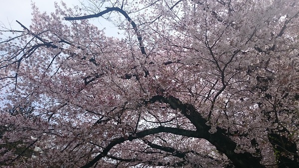 桜が満開の時に　一柳京子さんの工房へお邪魔してきました☆_c0181058_12354212.jpg