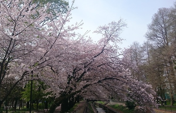 桜が満開の時に　一柳京子さんの工房へお邪魔してきました☆_c0181058_12355879.jpg