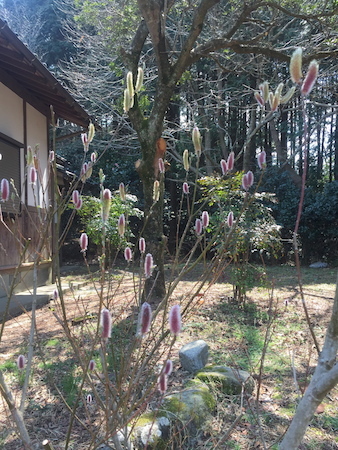 祖父母の庭_a0335560_17092842.jpg