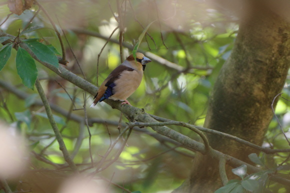 シメ　キビタキ　ヤマガラ　カワセミ_d0256061_10550286.jpg