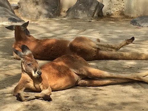 東山動物園 その1_f0324766_14320481.jpg