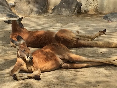 東山動物園　その１_f0324766_14320481.jpg