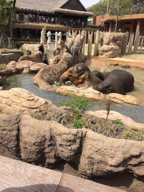 東山動物園　その１_f0324766_14320522.jpg