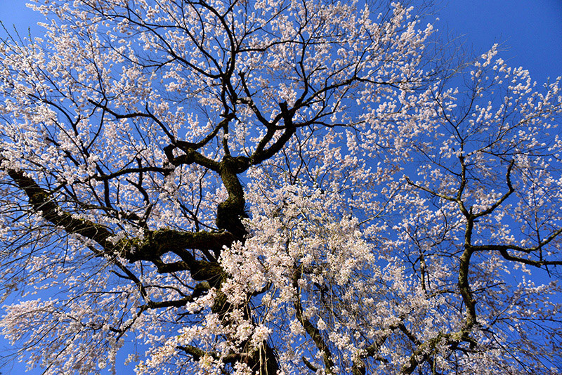 天益寺　枝垂れ桜_c0317868_17000431.jpg