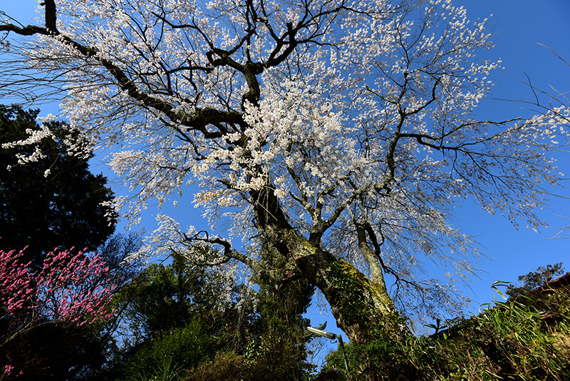 天益寺　枝垂れ桜_c0317868_17033320.jpg