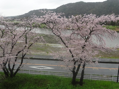 ２０１７私の桜日記_b0108282_20304418.jpg