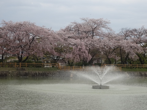 ２０１７私の桜日記_b0108282_20341226.jpg