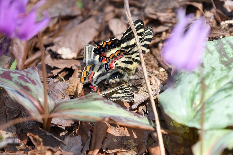 上越のギフチョウ（2017/4/15.16）_f0031682_22200485.jpg