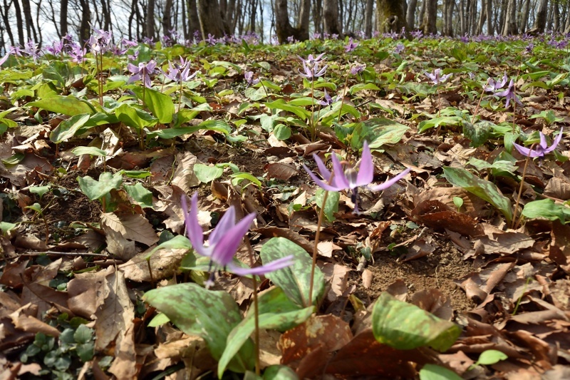 上越のギフチョウ（2017/4/15.16）_f0031682_22200981.jpg