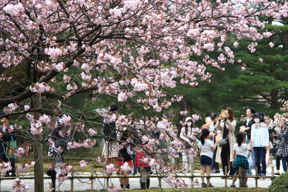 兼六園　熊谷桜_e0066686_151397.jpg