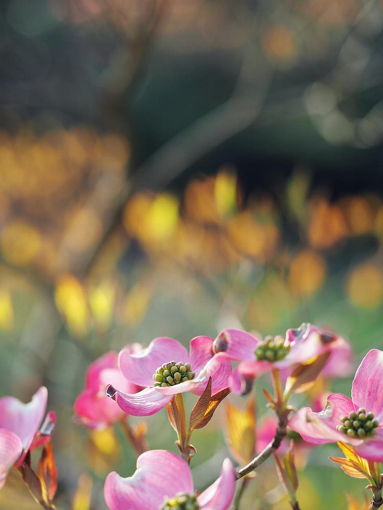 ハナミズキの開花は早かった_f0364086_20490733.jpg