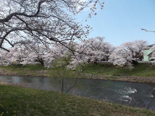 秋田市楢山太平川沿いの桜並木_f0019498_1324993.jpg