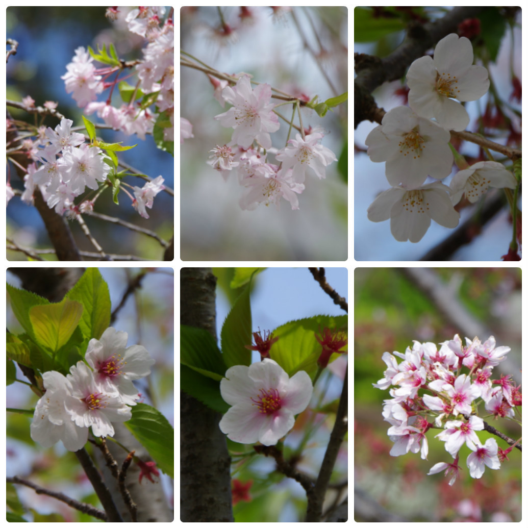 名残りの桜　～　小田原城_b0356401_21201962.jpg