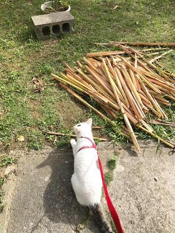 怖くてもめげない我が子が愛おしい、飼い主バカのトコちゃん日記_e0359604_13114909.jpeg