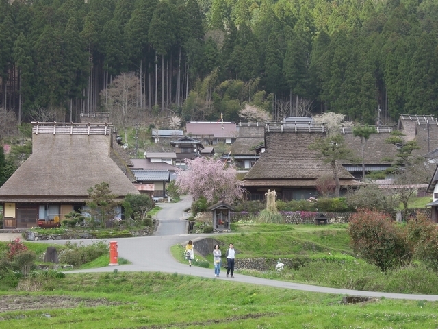 今年最後のお花見　常照皇寺_c0149408_11321512.jpg