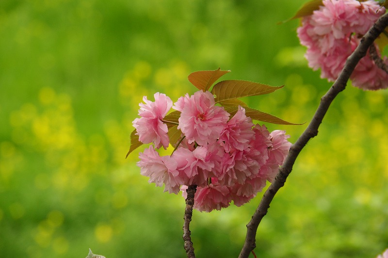 4月21日　その２　野川の八重桜_f0379312_615136.jpg