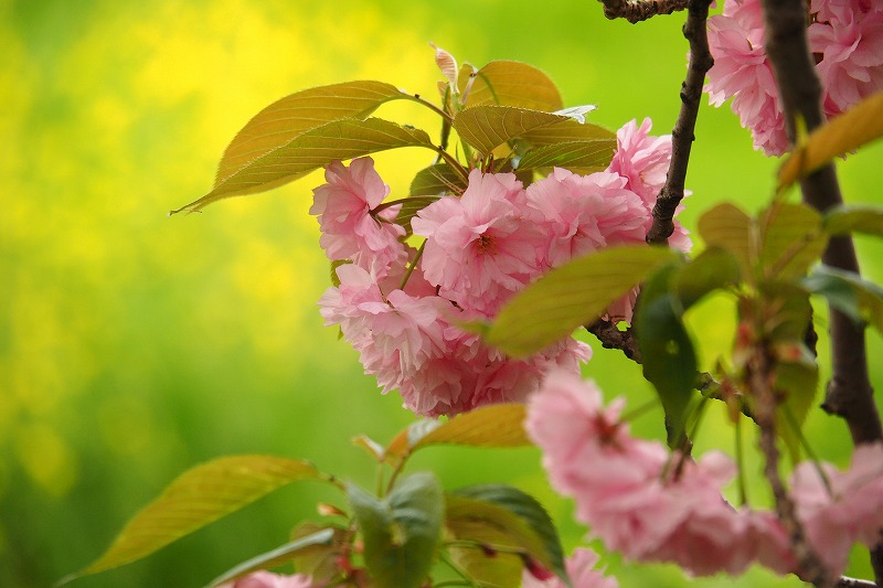 4月21日　その２　野川の八重桜_f0379312_622039.jpg