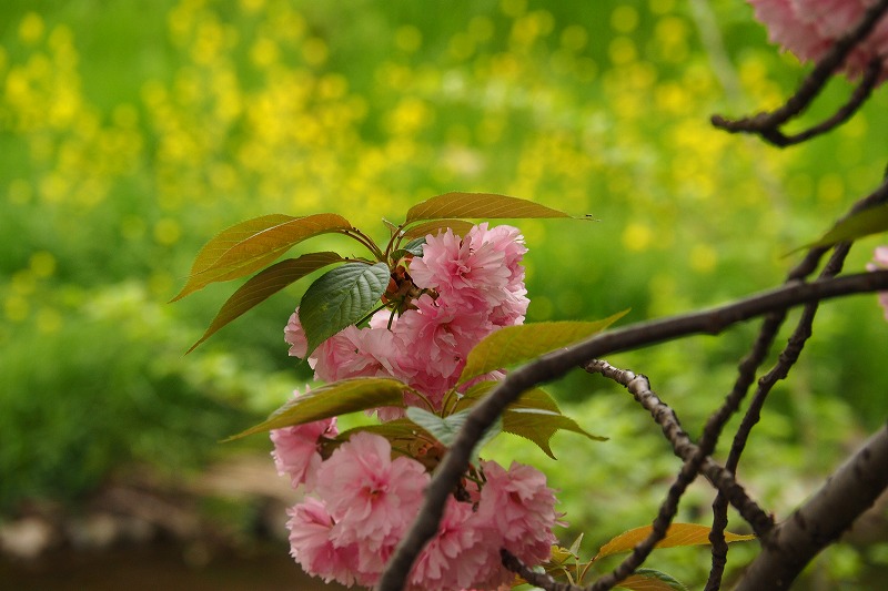 4月21日　その２　野川の八重桜_f0379312_623153.jpg