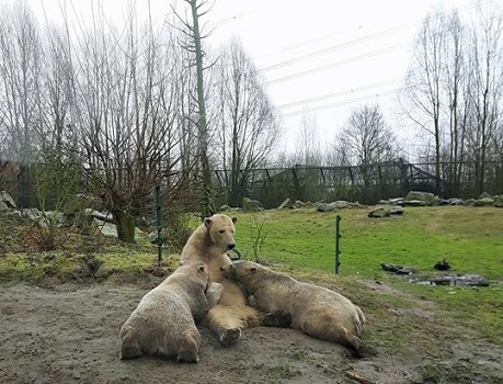 オランダ・ヌエネン、「動物帝国」の雌（メス）の双子のニッキーとシモーネの近況 ～ 十分ではない情報_a0151913_20553383.jpg