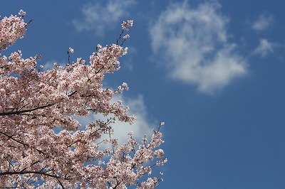 相川水辺公園の桜祭り_f0234316_20421520.jpg