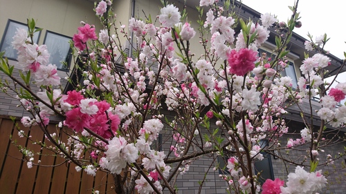 紅白の花_e0124021_842813.jpg