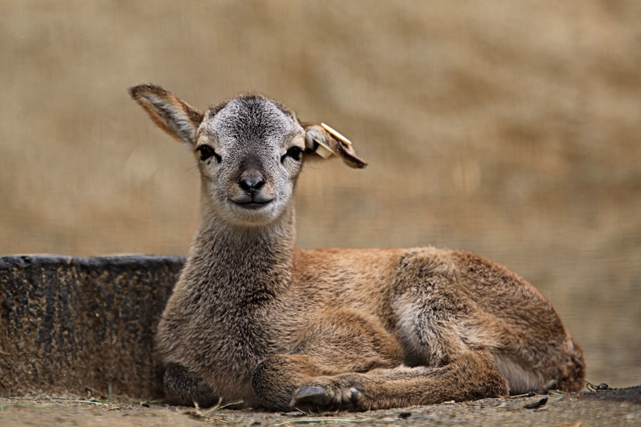 ムフロンの赤ちゃんが生まれました 動物園放浪記