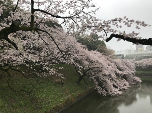 今年の桜は……_a0278826_00493490.jpg