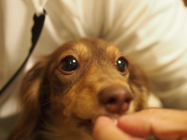 c0117831_16352588.jpg