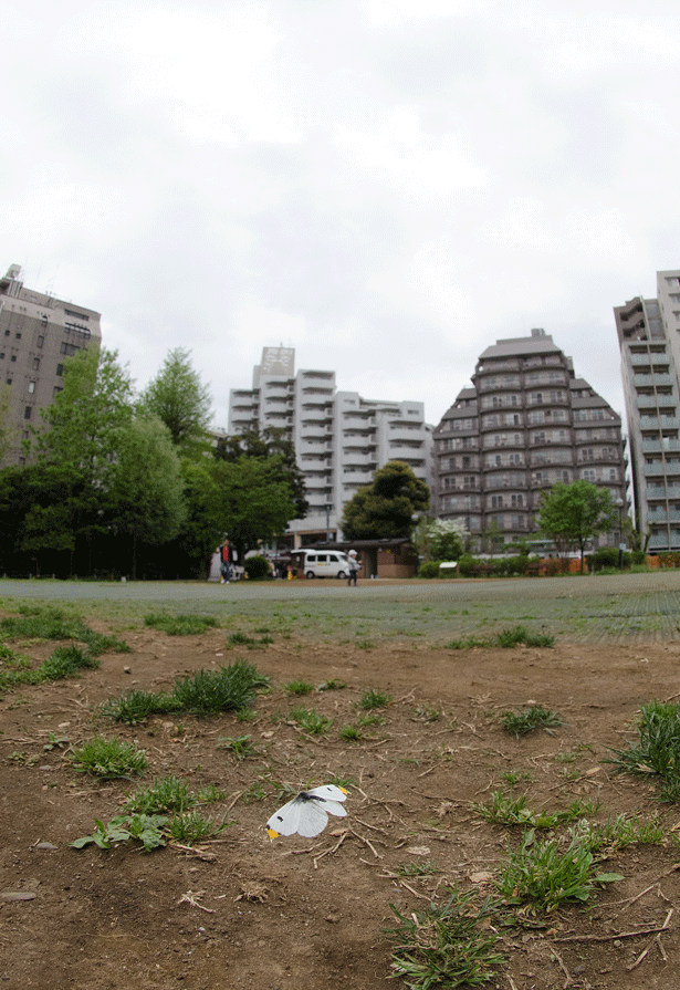 春の都心・埼玉＆八重山＆東信のシロチョウin2017.03～04_a0126632_19554143.gif