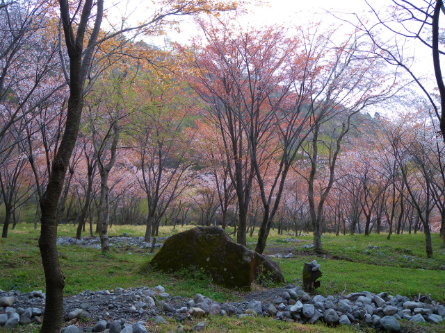 4000本の天空の森 山桜観賞＆扇ヶ鼻・久住山を歩く！_e0272335_18541896.jpg