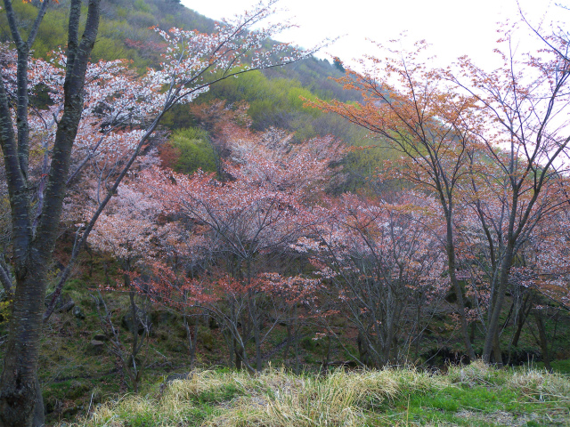 4000本の天空の森 山桜観賞＆扇ヶ鼻・久住山を歩く！_e0272335_19271410.jpg