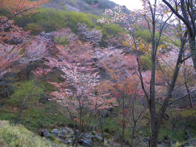 4000本の天空の森 山桜観賞＆扇ヶ鼻・久住山を歩く！_e0272335_19294628.jpg