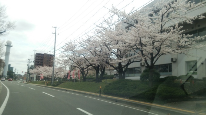 今年の桜は( ´∀｀)_c0350439_10312287.jpg