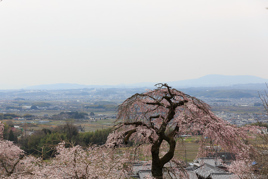 京のさくら2017　地蔵禅院の枝垂れ桜_b0325840_22083958.jpg