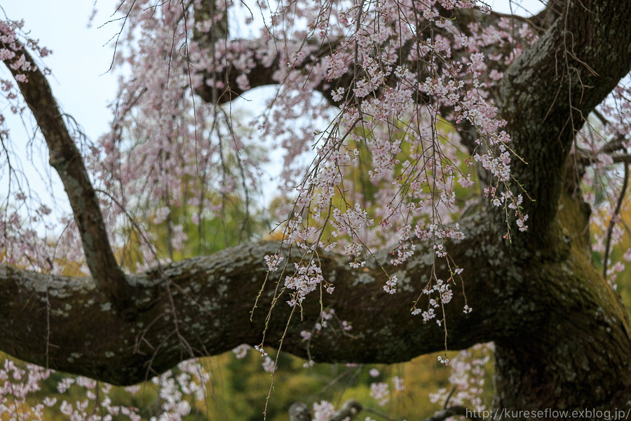 京のさくら2017　地蔵禅院の枝垂れ桜_b0325840_22094218.jpg