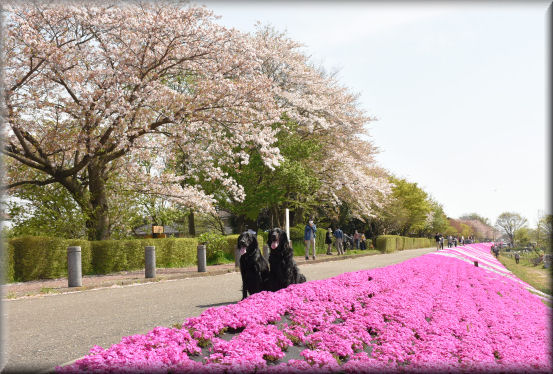 桜の次は、芝桜 @4月16日_f0363141_91086.jpg