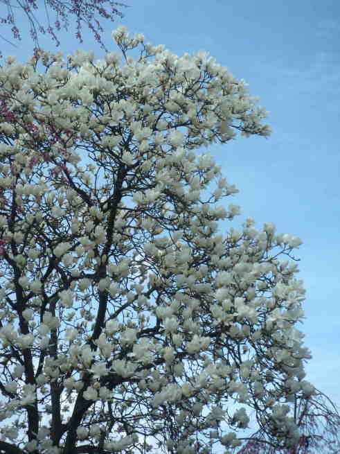 桜・さくら・サクラ・SAKURA_b0193344_11532325.jpg