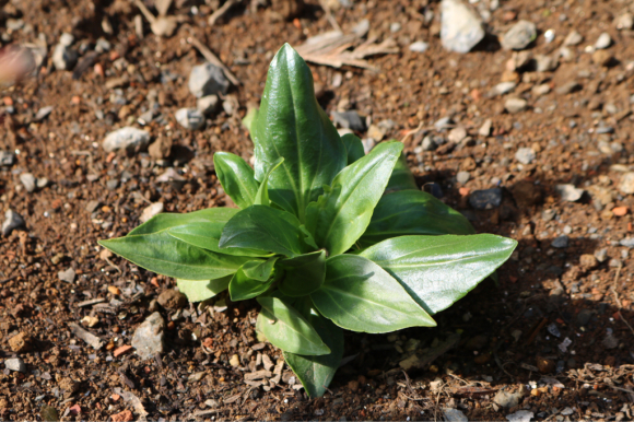 宿根草の植え付け☆道路境界スペース_c0359445_17160895.jpg